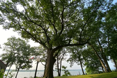 A large tree with sprawling branches stands near a body of water, surrounded by grass and other trees. A large tree with sprawling branches stands near a body of water, surrounded by grass and other trees.